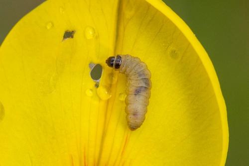 Mirificarma mulinella